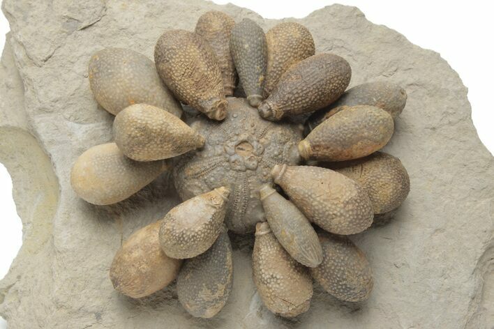 Jurassic Club Urchin (Asterocidaris) - Boulemane, Morocco #218407